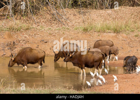 Gaur (Bos Gaurus), Wildschwein (Sus Scrofa Cristatus) Und Kuhreiher, Buff unterstützt Reiher (Bubulcus Ibis, Ardeola Ibis) an einer Wasserstelle, Andhari Tiger-Reserve, Maharashtra, Indien Stockfoto