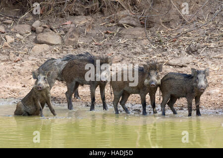 Wildschwein (Sus Scrofa Cristatus), junge Baden in einem Wasserloch. Tadoba Andhari Tigerreservat, Maharashtra, Indien Stockfoto