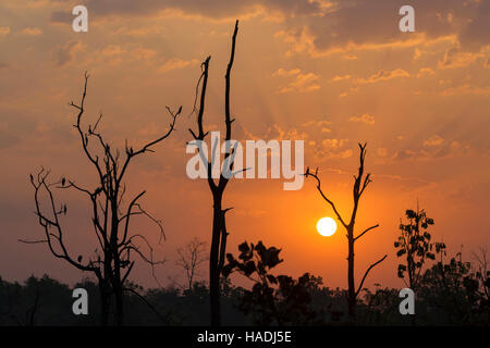 Bäume mit Oriental Darter, indischen Darter (Anhinga Melanogaster) bei Sonnenaufgang, Tadoba Andhari Tigerreservation, Maharashtra, Indien Stockfoto