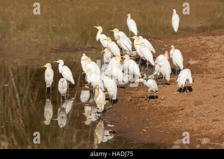 Kuhreiher, Buff gesicherten Heron (Bubulcus Ibis, Ardeola Ibis), große Herde in und an der Küste von einem Wasserloch, Tadoba Andhari Tiger-Reservat, Maharashtra, Indien Stockfoto