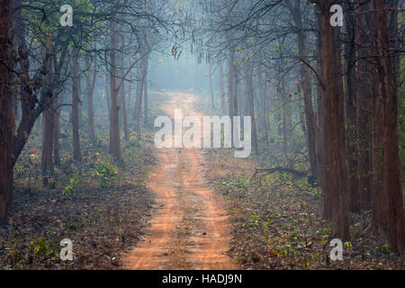 Staub der Straße durch das Holz, Tadoba Andhari Tigerreservation, Maharashtra, Indien Stockfoto