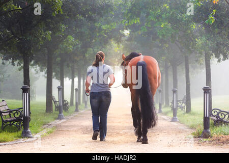 Frau Bucht Pferd in einem Park Lane an einem nebligen Morgen führt. Deutschland Stockfoto