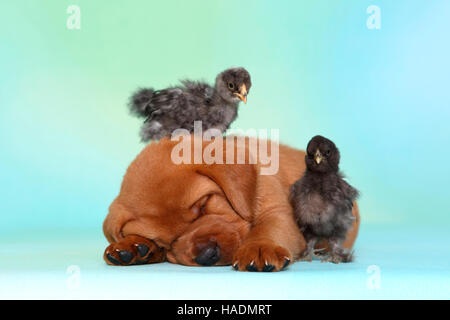 Labrador Retriever. Welpen (5 Wochen alt) mit einer zwei Küken, schlafen. Deutschland. Studio Bild gesehen vor dem türkisfarbenen Hintergrund Stockfoto