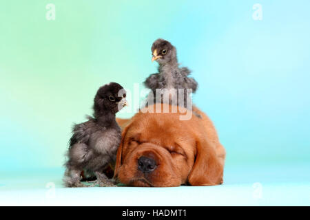 Labrador Retriever. Welpen (5 Wochen alt) mit einer zwei Küken, schlafen. Deutschland. Studio Bild gesehen vor dem türkisfarbenen Hintergrund Stockfoto