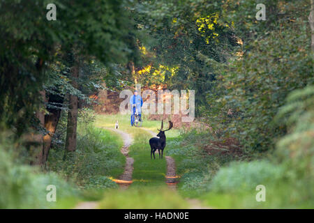 Damhirsch (Dama Dama). Radfahrer mit Hund trifft Bock auf einen Forst-Pfad. Schleswig-Holstein, Deutschland Stockfoto