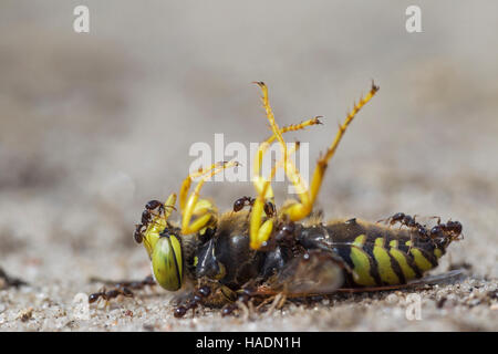 Toten Sand Wasp (Bembiks Rostrata), von Ameisen getötet. Deutschland Stockfoto