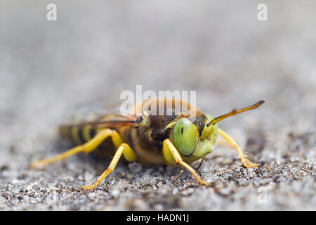 Toten Sand Wasp (Bembiks Rostrata) auf einen Sandweg. Deutschland Stockfoto