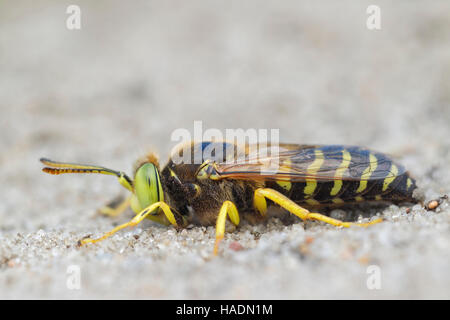 Toten Sand Wasp (Bembiks Rostrata) auf einen Sandweg. Deutschland Stockfoto