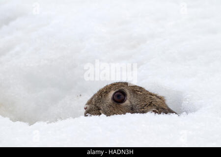 Europäischen Kaninchen (Oryctolagus Cuniculus). Erwachsenen aus seiner Höhle im Schnee. Deutschland Foto Erwachsenen im Eingangsbereich der Höhle) / Oryctolagus Cuniculus Stockfoto