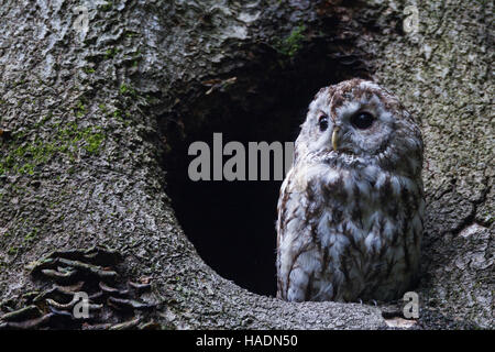 Waldkauz (Strix Aluco) am Eingang der sein Nest in einer Baumhöhle. Deutschland Stockfoto