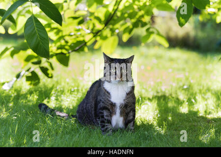 Hauskatze. Erwachsenen sitzen im Schatten eines Baumes. Deutschland Stockfoto