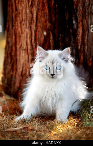 Ragdoll Katze. Juvenile Kater (13 Wochen alt) sitzt neben einem Baum. Deutschland Stockfoto