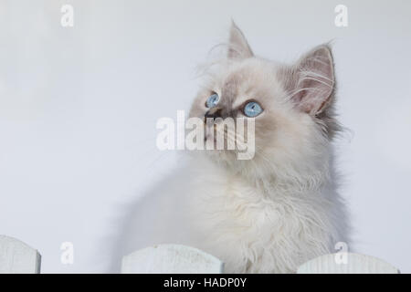 Ragdoll Katze. Juvenile Tomcat (13 Wochen alt) vor einer weißen Wand, hinter einem Gartenzaun. Deutschland... Stockfoto