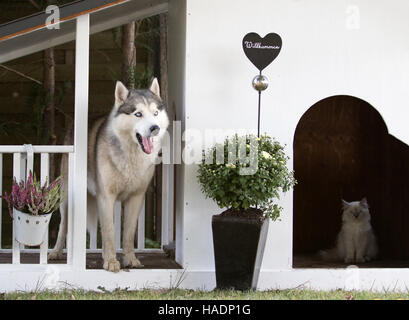 Juvenile Siberian Husky und senior Ragdoll Kater in einem Haustier Haus in einem Garten. Deutschland Stockfoto