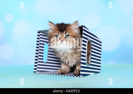 British Longhair. Kitten (8 Wochen alt) in einer blau-weiß gestreiften Box. Studio Bild vor einem blauen Hintergrund Stockfoto