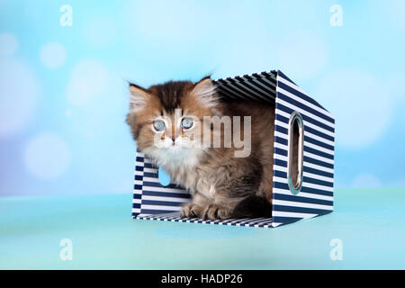British Longhair. Kitten (8 Wochen alt) in einer blau-weiß gestreiften Box. Studio Bild vor einem blauen Hintergrund Stockfoto