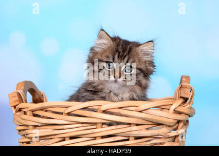 British Longhair. Kitten (8 Wochen alt) in einem Weidenkorb. Studio Bild vor einem blauen Hintergrund Stockfoto