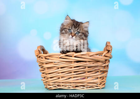 British Longhair. Kitten (8 Wochen alt) in einem Weidenkorb. Studio Bild vor einem blauen Hintergrund Stockfoto