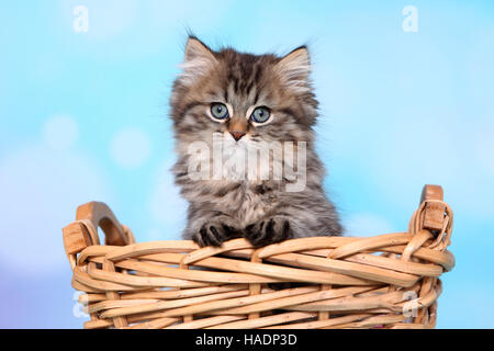 British Longhair. Kitten (8 Wochen alt) in einem Weidenkorb. Studio Bild vor einem blauen Hintergrund Stockfoto