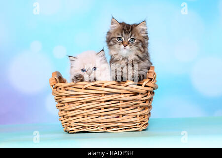 British Longhair. Zwei Kätzchen (8 Wochen alt) in einem Weidenkorb. Studio Bild vor einem blauen Hintergrund Stockfoto