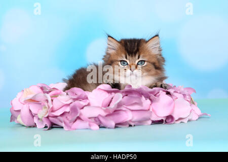 British Longhair. Kitten (8 Wochen alt) in rosa Blütenblättern. Studio Bild vor einem blauen Hintergrund Stockfoto