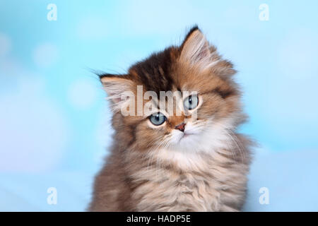 British Longhair. Porträt eines Kitten (8 Wochen alt). Studio Bild vor einem blauen Hintergrund Stockfoto
