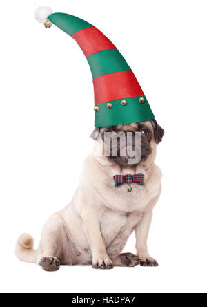 süße Mops Welpen Hund trägt eine Elf Mütze für Weihnachten, auf weißem Hintergrund Stockfoto