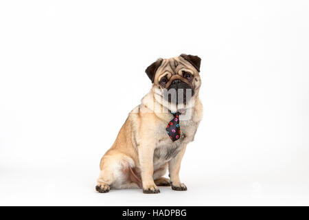 Mops. Erwachsene männliche sitzen, mit einer Krawatte mit Druck Lippen küssen.  Studio Bild vor einem weißen Hintergrund Stockfoto