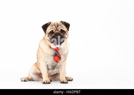 Mops. Erwachsene männliche sitzen, mit rot karierte Krawatte. Studio Bild vor einem weißen Hintergrund Stockfoto