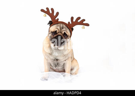 Mops. Erwachsene männliche sitzen, tragen Geweihe mit Glocken. Studio Bild vor einem weißen Hintergrund Stockfoto