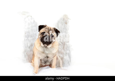 Mops. Erwachsene männliche sitzen, tragen Engel Flügel.  Studio Bild vor einem weißen Hintergrund Stockfoto