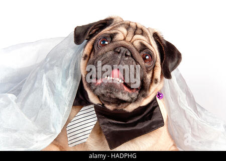 Mops. Erwachsene männliche tragen Krawatte und Hemdblusenkragen, sitzen unter Licht blau Stoff. Studio Bild vor einem weißen Hintergrund Stockfoto