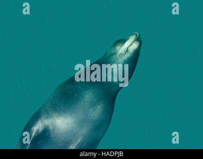 gemeinsamen Otter Tauchen im Blauwasser-Ambiente Stockfoto