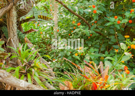 lebendige Landschaft mit vielen verschiedenen Dschungelpflanzen Stockfoto