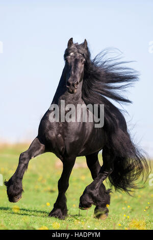 Friesische Pferd. Schwarzer Hengst im Trab auf einer Weide. Deutschland Stockfoto