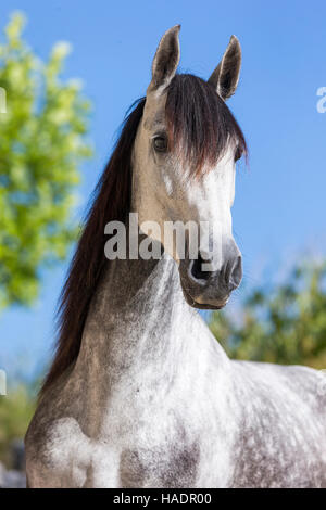 Rein spanische Pferd, andalusischen. Porträt von dappled graue Stute. Deutschland Stockfoto