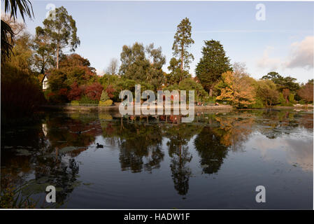 Ente Schwimmen im Spiegel wie stilles Wasser See am Bryn Mill Park, Swansea, Wales. Seltene Pflanzen und Bäume spiegeln sich im Teich Stockfoto