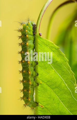 Kaiser Motte (Saturnia pavonia), Caterpillar auf Blatt, Tirol, Österreich Stockfoto