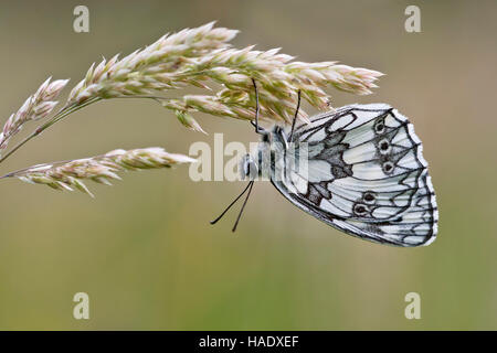 Schachbrettfalter (Melanargia galathea) Schmetterling, auf Gras, Burgenland, Österreich Stockfoto