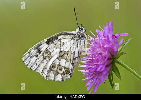 Schachbrettfalter (Melanargia galathea) Schmetterling, Blume, Burgenland, Österreich Stockfoto