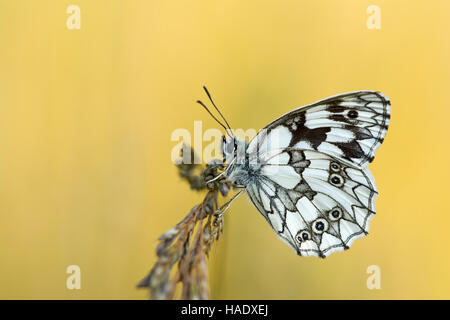 Schachbrettfalter (Melanargia galathea) Schmetterling, Burgenland, Österreich Stockfoto