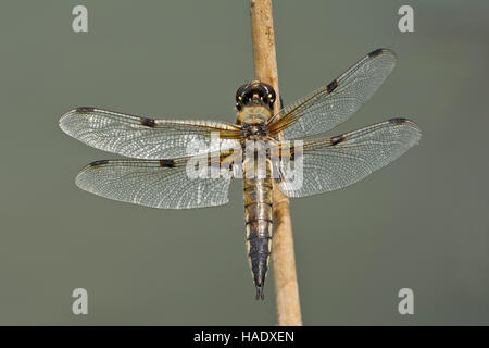 Vier - spotted Chaser (Libellula quadrimaculata), männlich, Burgenland, Österreich Stockfoto