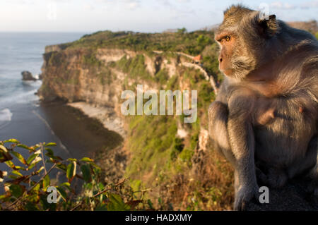 Affen entlang der Klippen neben der Ulu Watu Tempel Pura Luhur. Bali. Uluwatu Tempel ist ein Hindu-Tempel am Kliff Ufer im südlichen Teil von Bali Pe Stockfoto