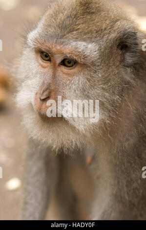 Eines der vielen Affen, die in den Heiligen Affenwald Leben. Ubud. Bali. Ubud Monkey Forest ist ein Naturschutzgebiet und Tempelanlage in Ubud, Bali. Stockfoto