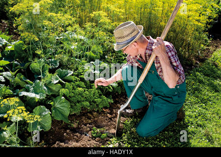 Gärtner Kontrolle auf seinem Gemüsegarten Stockfoto