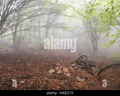 Buchenwald. Nebel im Wald. Nationalpark des Montseny in Katalonien. Äste Stockfoto