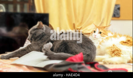 Rote und graue ausgewachsene Katzen auf Tisch im Zimmer Stockfoto