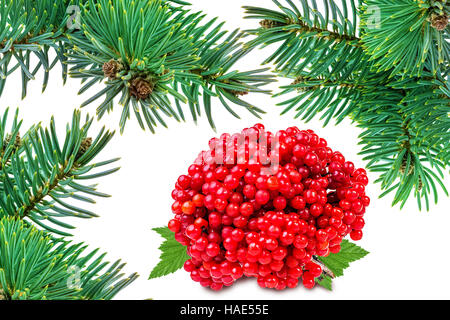 Weihnachtsbaum Dekoration und Trauben von rot Viburnum isoliert auf weiss Stockfoto