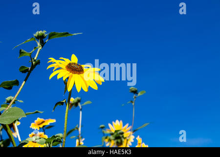 Sonnenblumen blühen vor blauem Himmel Stockfoto