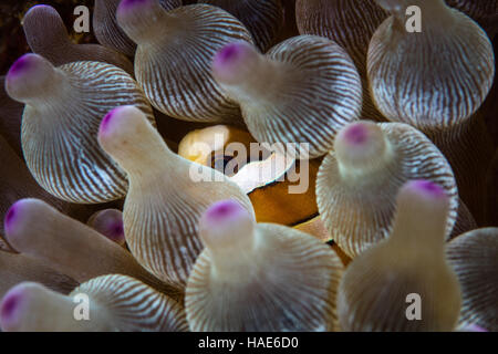 Eine Clarks Anemonenfische (Amphiprion Clarkii) schwimmt unter den schützenden Tentakeln seine Host-Anemone im Komodo National Park. Stockfoto